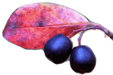 kiilto tu pe syys v&auml;ri